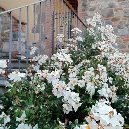 Olivella